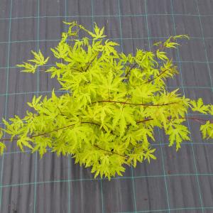 Japanse esdoorn (Acer Palmatum "Anne Irene")