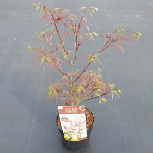 Japanse esdoorn (Acer Palmatum "Atrolineare")