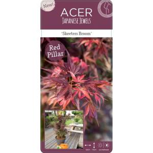 Japanse esdoorn (Acer palmatum "Skeeter's Broom") heester