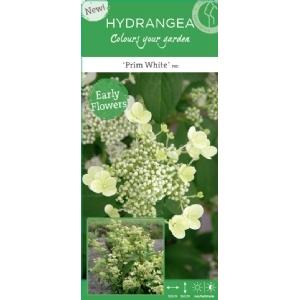 Hydrangea Paniculata "Prim White"® pluimhortensia