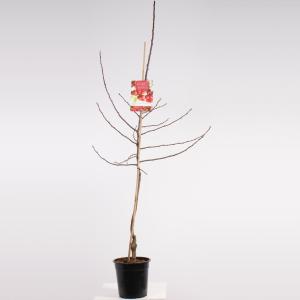 Sierappel (Malus "Red Sentinel")