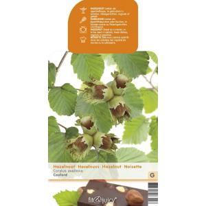 Hazelaar (corylus avellana “Cosford”) notenboom