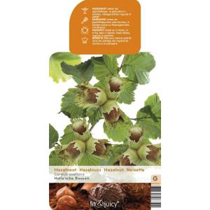 Hazelaar (corylus avellana "Halle'sche Riesen") notenboom