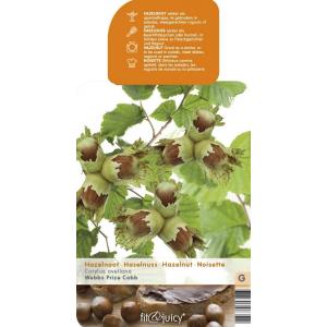 Hazelaar (corylus avellana “Webb's Prize Cob”) notenboom