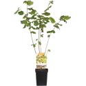 Hazelaar (corylus avellana “Webb's Prize Cob”) notenboom