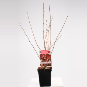 Hazelaar (corylus avellana "Rode Zeller") notenboom