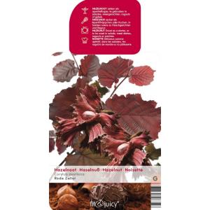 Hazelaar (corylus avellana "Rode Zeller") notenboom