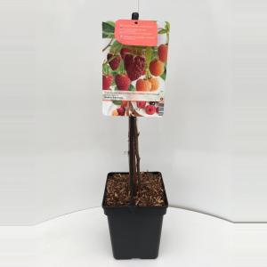 Framboos mix 2 fruitplanten