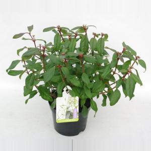Sneeuwbal (Viburnum globosum “Jermyns Globe”) heester