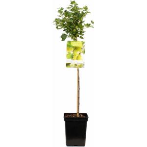 Groene kruisbes op stam (ribes uva crispa "Hinnonmäki Grön") fruitplanten
