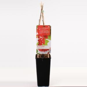 Rode bes (ribes rubrum "Jonkheer van Tets") fruitplanten