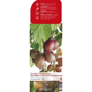 Rode kruisbes (ribes uva crispa "Hinnonmäki Röd") fruitplanten
