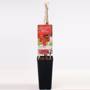 Rode bes (ribes rubrum "Rovada") fruitplanten