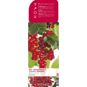Rode bes (ribes rubrum "Rovada") fruitplanten