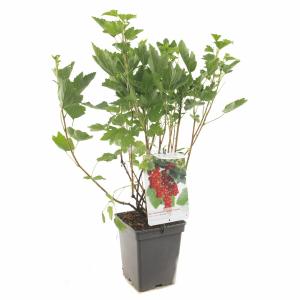 Rode bes (ribes rubrum "Rovada") fruitplanten