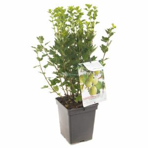 Groene kruisbes (ribes uva crispa "Hinnonmäki Grön") fruitplanten