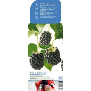 Braam (rubus fruticosus "Navaho") fruitplanten
