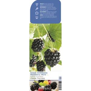Braam (rubus fruticosus "Chester Thornless") fruitplanten