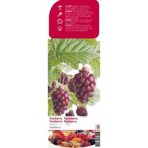 Taybes (rubus loganobaccus "Tayberry") fruitplanten