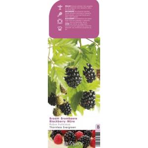 Braam (rubus fruticosus "Thornless Evergreen") fruitplanten