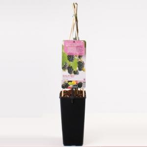 Braam (rubus fruticosus "Thornfree") fruitplanten