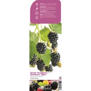 Braam (rubus fruticosus "Thornfree") fruitplanten