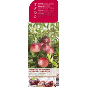 Cranberry (vaccinium macrocarpon "Cranberry") fruitplanten