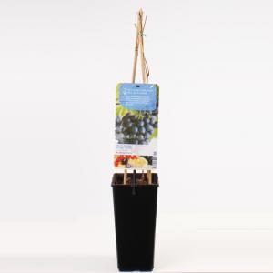 Blauwe druif (vitis vinifera "Boskoop Glory") fruitplanten