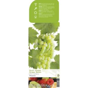Witte druif (vitis vinifera "Phoenix") fruitplanten