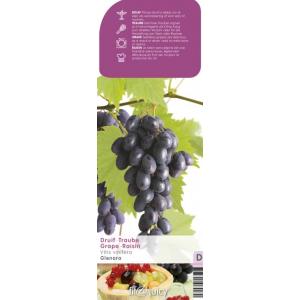 Blauwe druif (vitis vinifera "Glenora") fruitplanten