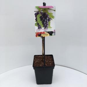 Blauwe druif (vitis vinifera "Glenora") fruitplanten