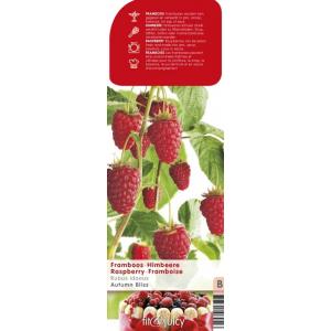 Herfstframboos (rubus idaeus "Autumn Bliss") fruitplanten