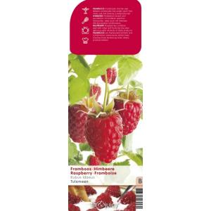 Zomerframboos (rubus idaeus "Tulameen") fruitplanten