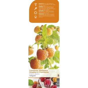 Herfstframboos (rubus idaeus "Fallgold") fruitplanten