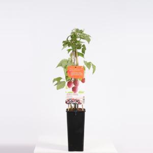 Zomerframboos (rubus idaeus "Schonemann") fruitplanten