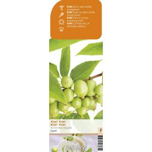 Kiwibes (Actinidia Arguta "Issai") fruitplanten