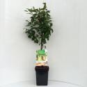 Perenboom duo