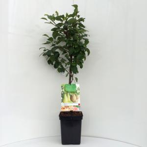 Perenboom duo