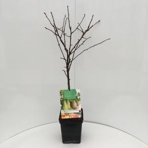 Perenboom duo