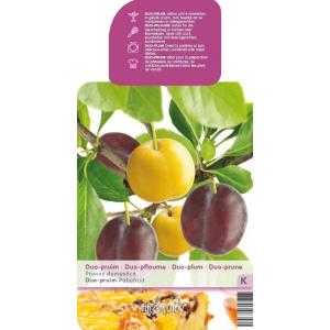 Duo Pruimenboom (prunus domestica “Duo Pflaume”) fruitbomen