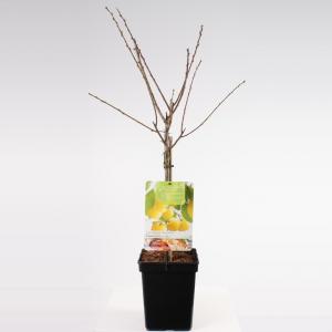Pruimenboom (prunus domestica "Mirabelle de Nancy") fruitbomen