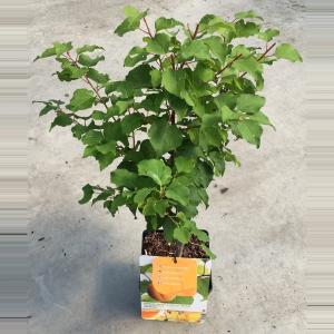 Abrikoos (Prunus Armeniaca)