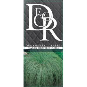 Zegge (Carex comans "Frosted Curls") siergras