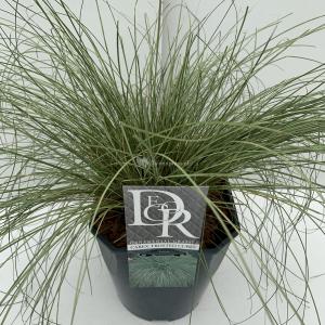 Zegge (Carex comans "Frosted Curls") siergras