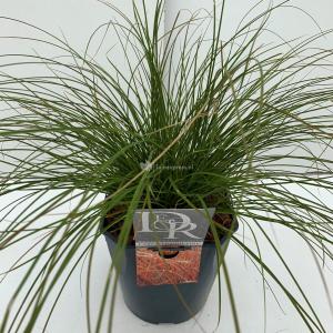 Zegge (Carex testacea "Prairie Fire") siergras