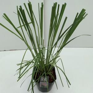 Pampasgras (Cortaderia selloana "Rosea") siergras