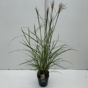 Prachtriet (Miscanthus sinensis "Ferner Osten") siergras