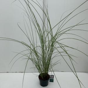 Prachtriet (Miscanthus sinensis "Gracillimus") siergras