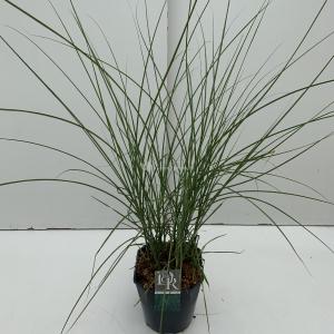 Prachtriet (Miscanthus sinensis "Gracillimus") siergras