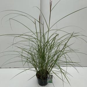 Prachtriet (Miscanthus sinensis "Kleine Silberspinne") siergras